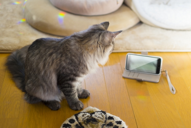 スマホを見る猫